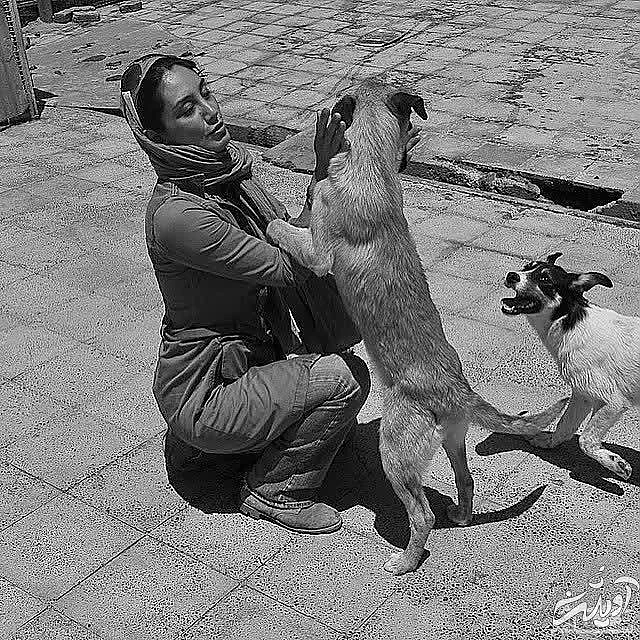 غذا دادن هدیه تهرانی به سگ ها